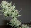 BD-Day56-Buds-Harvest-4.JPG