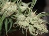 BD-Day56-Buds-Harvest-5.JPG