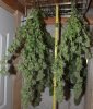 BD-Day56-Harvest-4.jpg