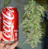 Skunk 1 Coke Can.jpg