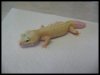 Geckos 016.jpg