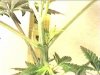 39 days 3 flower_0004.jpg