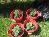 grow journal primero regs ...mby+ 031.jpg