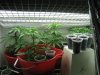 grow journal primero regs ...mby+ 078.jpg