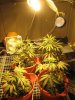 grow journal primero regs ...mby+ 101.jpg