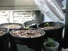 grow journal primero regs ...mby+ 128.jpg