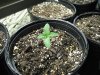 grow journal primero regs ...mby+ 002.jpg