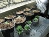 grow journal primero regs ...mby+ 133.jpg