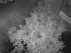 CamShot-3x6-Day20-3x5Gal-Day9-20141126-IR.jpg