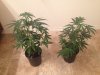 blue dream and Jilly bean clones 11-28-14.jpg