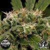 Dinafem-Seeds-Original-Strawberry-Cough.jpg