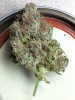 Bubba kush not original Master Kush cross.jpg