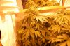 BatchGrow-Flower-Week2 (7).JPG