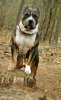 AmericanPitbullTerrierBlueTriColorPurebredDogBigMoney5YearsOld3.jpg