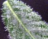 trichomes.jpg