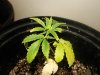 side top veiw of smaller plant.jpg