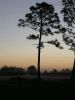 tree dawn.gif