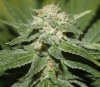 SuperSkunk-Day36-Flower-1.JPG