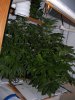 BatchGrow-Flower-Week3 (2).JPG