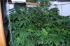 BatchGrow-Flower-Week3 (3).JPG