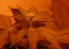 BatchGrow-Flower-Week3 (14).JPG