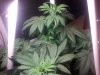 dec 14 2014 grow (31).jpg