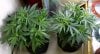 Harlequin-Clones-Ph1-Ph2-12-16-2014.JPG