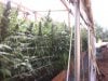 greenhouse 10-8-2014 009.JPG