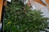 BatchGrow-Flower-Week4 (1).JPG