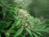 master kush 1 seed week 8 003.JPG