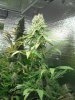 master kush 1 seed week 8 005.JPG