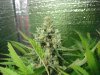 AK48 2 seed week 8 006.JPG