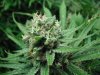 white rhino seed week 8 001.JPG