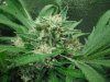 white rhino seed week 8 002.JPG