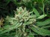 white rhino seed week 8 004.JPG