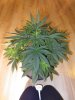 pink querkel URBanOG kush, blueberry hills, fireballs 002.JPG