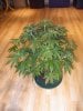 pink querkel URBanOG kush, blueberry hills, fireballs 006.JPG