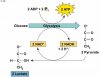 lactic acid fermentation diagram.jpg