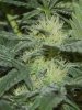 BatchGrow-Flower-Week5 (2).JPG