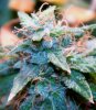 SuperSkunk-Day51-1.JPG