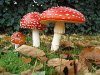 180px-Amanita_muscaria_3_vliegenzwammen_op_rij.jpg