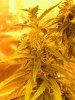 21--buds-60-days-flower-2.jpg