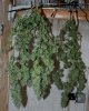 JTR-BD-Day55-Harvest-Chop1.JPG