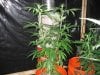 lemon_skunk-X-Mr_nice-1-week.JPG