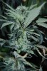 BatchGrow-Flower-Week6 (17).JPG