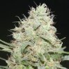 BlueDream-Day49-1.JPG