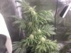 jan 8 2015 grow.jpg