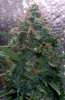 BlueDream-Day54-2.JPG