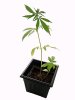 300px-Marijuana_plant.jpeg