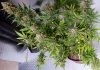 BlueDream-Day56-Harvest-2.JPG